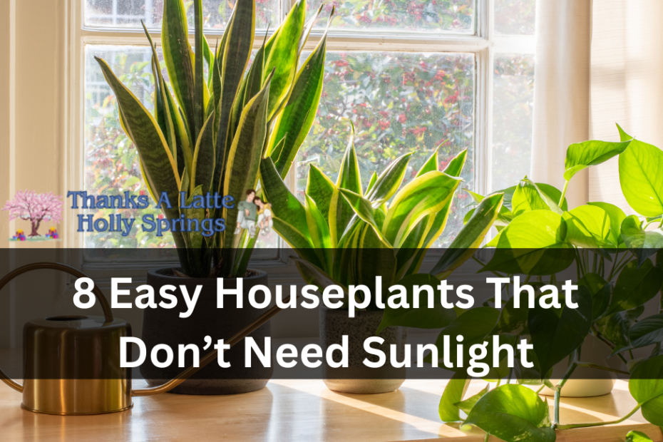 8 Easy Houseplants That Don’t Need Sunlight