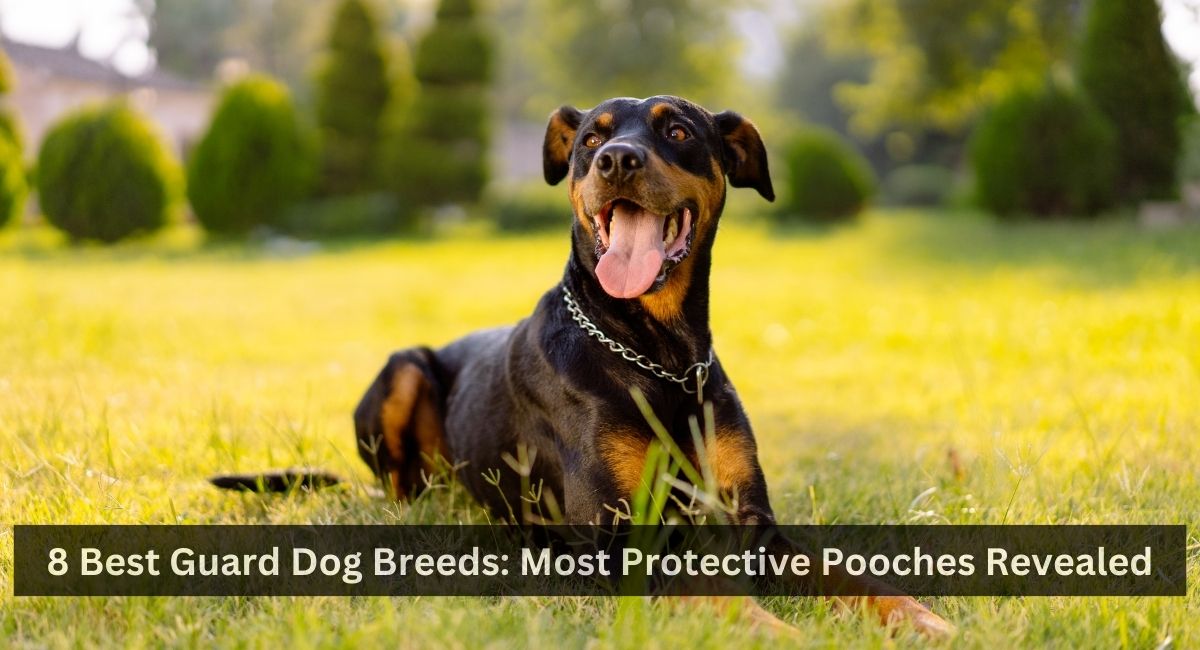 8 Best Guard Dog Breeds: Most Protective Pooches Revealed